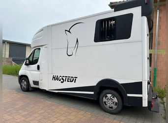 Pferdestransporter Peugeot Boxer zu verkaufen! 