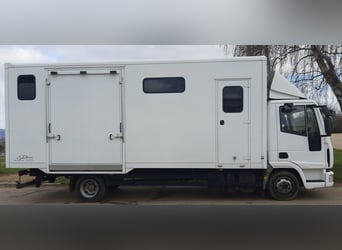 Well-maintained IVECO horse transporter Dickenherr, 7.49 tons