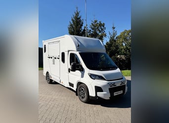 FIAT DUCATO / Foals