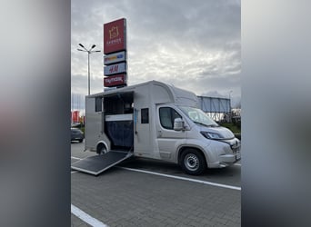 Peugeot Boxer Horsebox 2024, only 29,000 km, brand-new conversion – still under warranty
