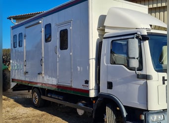 Pferdetransporter LKW MAN TGL8.180