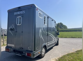 Pferdetransporteuer Peugeot -Reserviert