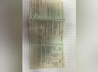 Power. Space. Comfort. ⚡️ 26 t Mercedes Antos Motorhome