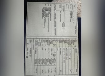 STX LKW Pferdewohnmobil Ivevo Stralis