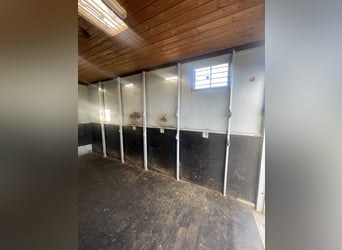 Top gepflegter Pferdetransporter variabel bis 5 Pferde