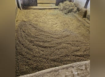 Strohpellets: nur 34€/Monat und Ihre Pferdebox ist immer sauber!
