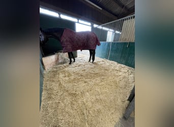 Strohpellets: nur 34€/Monat und Ihre Pferdebox ist immer sauber!