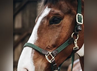 quality head collar for your foal 