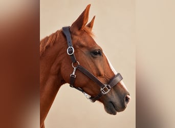 Premium 100% Genuine Leather Halter, Brand New