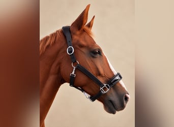 Premium 100% Genuine Leather Halter, Brand New