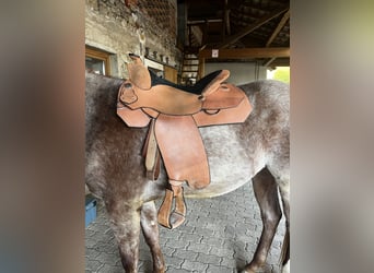 Westeren saddle