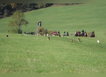    2 Tage Geländetraining „ Jagdreiten“  in Theorie und Praxis