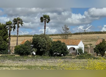 Andalusia and Its Wonderful Horses – Jerez de la Frontera