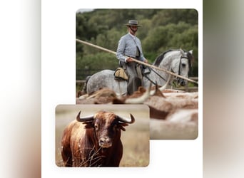 Discover the world of Andalusian horses