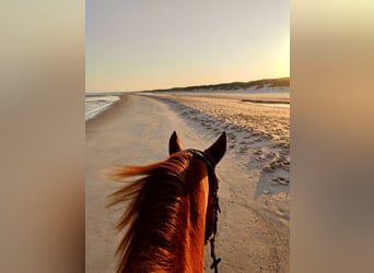 Hidden gem for your dream holiday with your own horse in the Netherlands