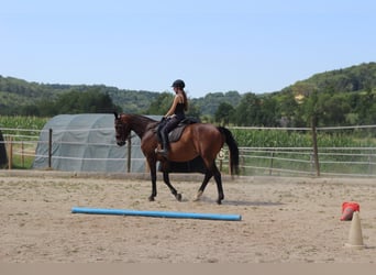 Horse Riding Holidays – More Than Just Riding