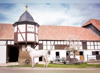 Spanish Horses PRE Breeding in the South Harz