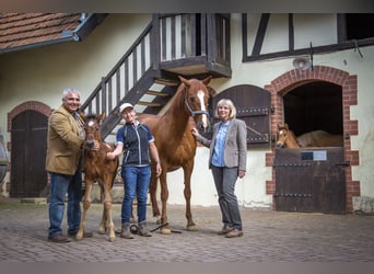 Three days dedicated to the Spanish horse – with neutral purchasing advice available upon request.