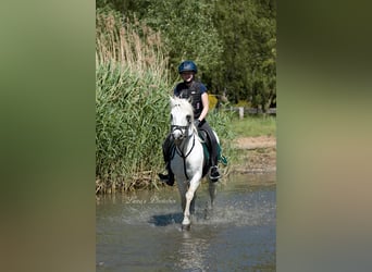 Holiday at d'Issel Stud Farm