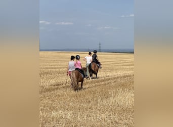Holiday at the Pony Farm – Horseback Riding