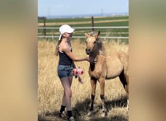 Holiday at the Pony Farm – Horseback Riding