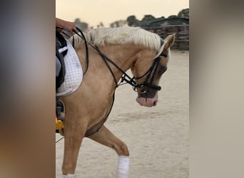 Holiday at the Pony Farm – Horseback Riding