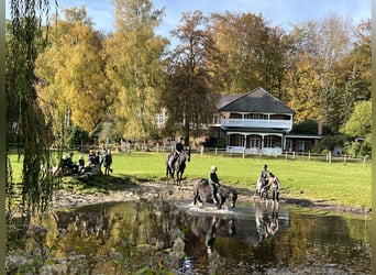 Reiterferien für Kinder in der Lüneburger Heide seit über 60 Jahren