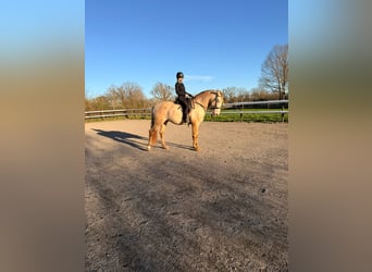 Family adventure at the heart of a stud farm – nature, horses, and well-being