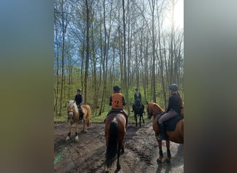 Gastboxen für Urlaub mit Pferd oder nur auf der Durchreise