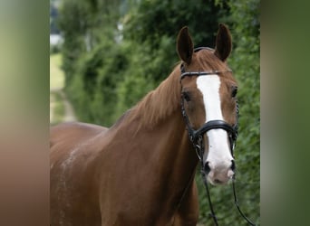 Looking for grooming and hacking partner – by the forest edge (Lausen BL)