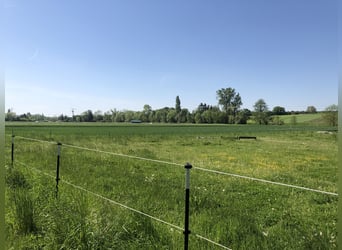 "Pit stop" for horse transportation over long distances" Between Frankfurt and Nuremberg.