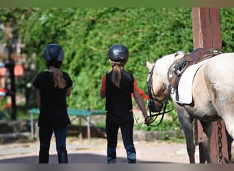 Riding Holidays and Holiday Apartments in the Eder Valley – Talhof Equestrian Paradise
