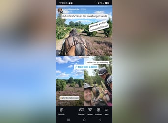 Small, charming, and purple – Heathland rides with horse and carriage