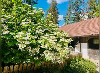 Absolutely peaceful location, strong in concept – Estate farm romance with a focus on species-approp