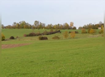 Agricultural property with riding facility in a breathtaking location V14466