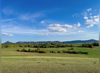 Agricultural property with riding facility in a breathtaking location V14466
