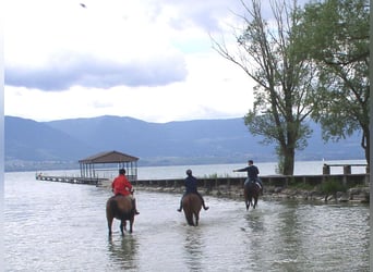 Avenches: Equestrian living at its best: box packages with apartment / studio