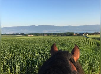 Avenches: Equestrian living at its best: box packages with apartment / studio