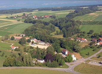 Avenches: Equestrian living at its best: box packages with apartment / studio
