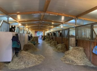 Avenches: Equestrian living at its best: box packages with apartment / studio
