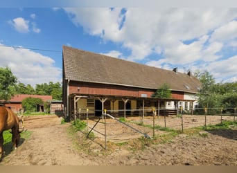 Bauern/-Pferdehof mit viel Potenzial und hervorragender Infrastruktur!