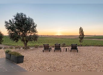 Beautiful Property With Vineyards And Accommodation For Wine Tourism.