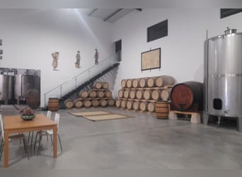 Beautiful Property With Vineyards And Accommodation For Wine Tourism.