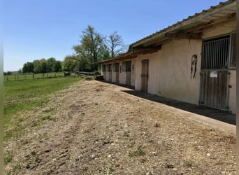 Breeding and trading stable for horses