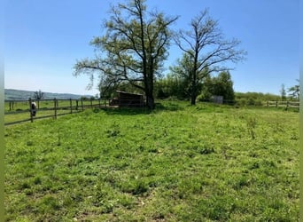 Breeding and trading stable for horses