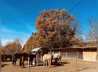  Charmante Reitanlage zwischen Stuttgart und dem Bodensee