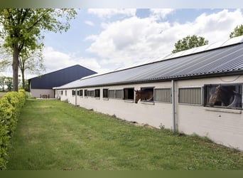 Complete equestrian accommodation located on a plot of 2 hectares in the outskirts