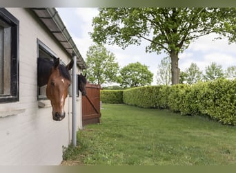 Complete equestrian accommodation located on a plot of 2 hectares in the outskirts
