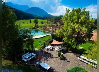 Dream estate in Southern Carinthia with exceptional development potential
