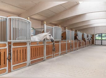 Eastern Switzerland – Exclusive equestrian facility with a Mediterranean-style villa and extensive g